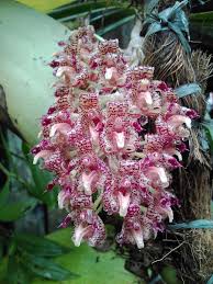 Bulbophyllum Beccarii Orchideen Schone Blumen Beste Blumen