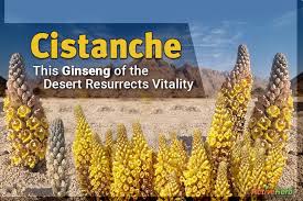 Image result for Cistanche