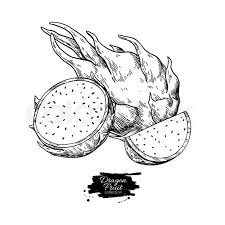 Dragon Fruit Vector Drawing Hand Stock Vector Colourbox A new cartoon drawing tutorial is uploaded every week, so stay tooned! dragon fruit vector drawing hand