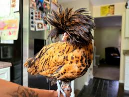 In this article, i share photos and basic polish chickens are an unusual breed that have beautiful crests and tall, lean bodies. My Fabulous Golden Laced Polish Chicken Album On Imgur