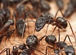 Carpenter Ant Identification Guide