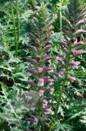 Image result for Acanthus polystachyus