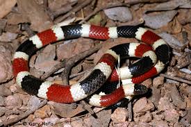 Image result for king snake