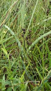 Image result for Phyllanthus glaucophyllus