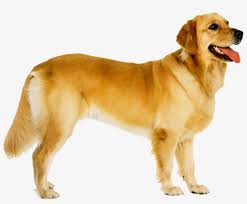 For the pointstreak in call of duty: Dog Png Image Goldendoodle Golden Retriever Puppies Png Image Transparent Png Free Download On Seekpng