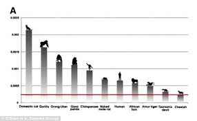 62 Experienced Cat Muscle Chart