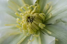 Check spelling or type a new query. Clematis Guernsey Cream Papi Joe S Garden