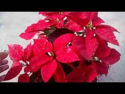 900 How To Grow N Care Poinsettia Christmas Flower Hindi Urdu 7 1 19 Youtube