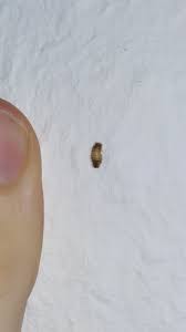 Gibt es einen angler in der familie, dem ein paar maden stiften gegangen sind? Larven Die Meistgelesenen Fragen