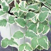 Drape Hanging Baskets In Rich Color With This 3 5 In Vigoro Bigleaf Periwinkle Vine Plant Trailing Growth Creates A Dramatic L Vinca Vine Plants Garden Vines