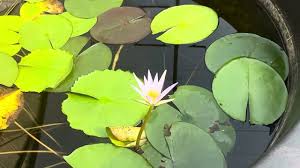 Image result for Nymphaea sulphurea