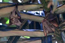 We did not find results for: Hammer Headed Bat Facts Big Lipped Bat