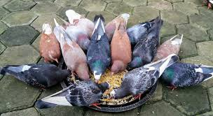 Selain itu, merpati yang tidak terbiasa makan makanan baru harus disesuaikan terlebih dahulu agar burung mau memakannya. Agar Koloni Burung Merpati Cepat Terbentuk