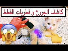 جربت كشاف يوضح الأماكن المصابه بالفطريات عند القطط شوفوا معي يستاهل تشتريه ولا لا mohamed vlog youtube
