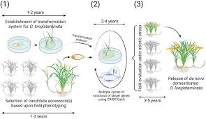 Image result for Oryza longistaminata