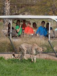 San Diego Zoo Safari Park Guide 2021 Hours Tours Tips La Jolla Mom San Diego Zoo Safari Park San Diego Zoo San Diego Safari Park