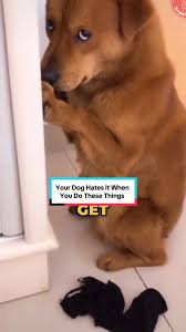We discuss three things that dogs hate: when their owners are angry, e...