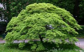 Viridis Dwarf Green Japanese Maple Plant Care Growing Tips And Site Selection Tips Japanese Maple Tree Green Japanese Maple Dwarf Japanese Maple