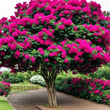 Image result for Bougainvillea