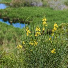 Image result for Aptosimum junceum