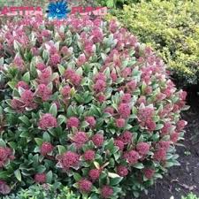 Image result for Thesium reekmansii