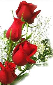 He helps reina find a way to turn back time. Flowers And Roses For Android Apk Download