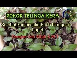 Sakit pinggang umum terjadi pada ibu hamil. Ubat Sakit Buah Pinggang Semulajadi Menggunakan Ramuan Daun Telinga Kera Youtube