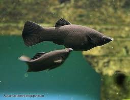 Even a beginner can start fish keeping hobby with. How To Start Breeding Mollies Ehow Molly Fish Fresh Water Fish Tank Tropical Fish