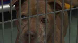 Learn more about neshama animal rescue in raleigh, nc, and search the available pets they have up for adoption on petfinder. Dog Adoption Wake County Nc