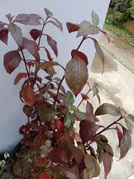 Image result for Cyathula