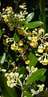 Image result for Scolopia mundii