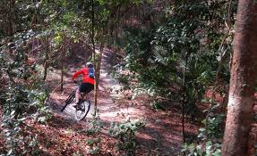 Image result for Alafia caudata