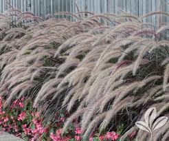 If you're adding purple fountain grass to your landscaping for the first time, look for an established plant; Ornamental Grass Archives Page 2 Of 3 Covingtons