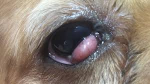 Cherry Eye Kiraz Goz
