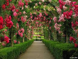 Dear twitpic community thank you for all the wonderful photos you have taken over the years. Wallpaper Background Rose Garden