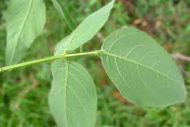 Image result for Desmodium uncinatum