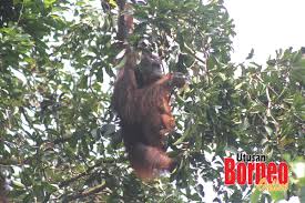 Perlindungan hukum terhadap spesies langka flora dan fauna liar secara internasional diawali dari adanya perdagangan berbagai spesies flora dan fauna untuk dijadikan berbagai kebutuhan hidup seperti : Pendidikan Alam Sekitar Beri Kesedaran Pelihara Flora Dan Fauna Utusan Borneo Online