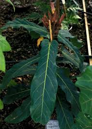 Image result for Ficus scassellatii