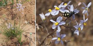 Image result for Tecophilaeaceae