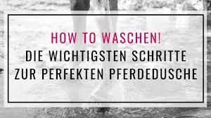 Das solltest du nicht machen. Pferd Richtig Waschen Die Wichtigsten 10 Schritte
