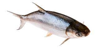 Hidangan ini bisa membuat kolesterol melonjak drastis. 5 Manfaat Ikan Bandeng Yang Jarang Diketahui