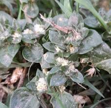 Image result for Alternanthera caracasana