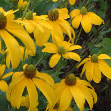 Just a few years ago only a few varieties were available. Rudbeckia Laciniata Herbstsonne Dorset Perennials