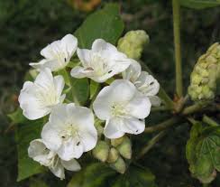 Image result for Dombeya acutangula