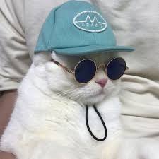 In the clip, the young worker can be seen approaching the doorstep of the house as the black cat follows happily at his side. Cats In Sunglasses Sur Twitter Do They Make Cat Sized Clout Goggles