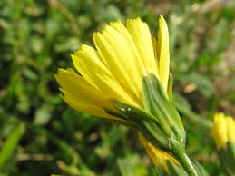 We would like to show you a description here but the site won't allow us. Obrazek Lapsana Communis Kapustka Obecna Biolib Cz