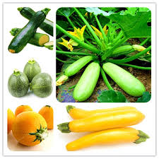 Trova immagini stock hd a tema zucchini home garden on brown background e milioni di altre foto, illustrazioni e contenuti vettoriali stock royalty free nella vasta raccolta di shutterstock. Edenseeds 30 Pcs Organic Summer Squash Zucchini Seeds Vegetable Plant Home Garden Planting Making It An Ideal Gift For Buy Online In Dominica At Dominica Desertcart Com Productid 157126153