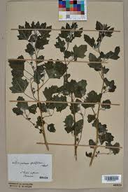 Image result for Chenopodium opulifolium