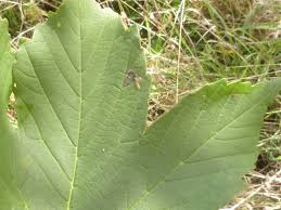 Image result for Stigmella speciosa