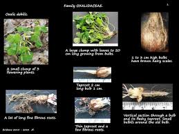 Image result for Oxalis debilis